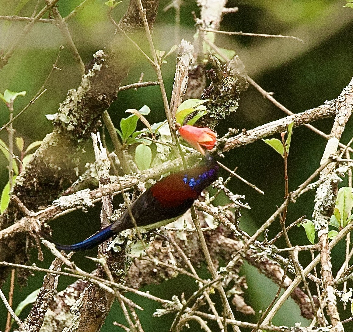 juvelblomsterfugl - ML646345241