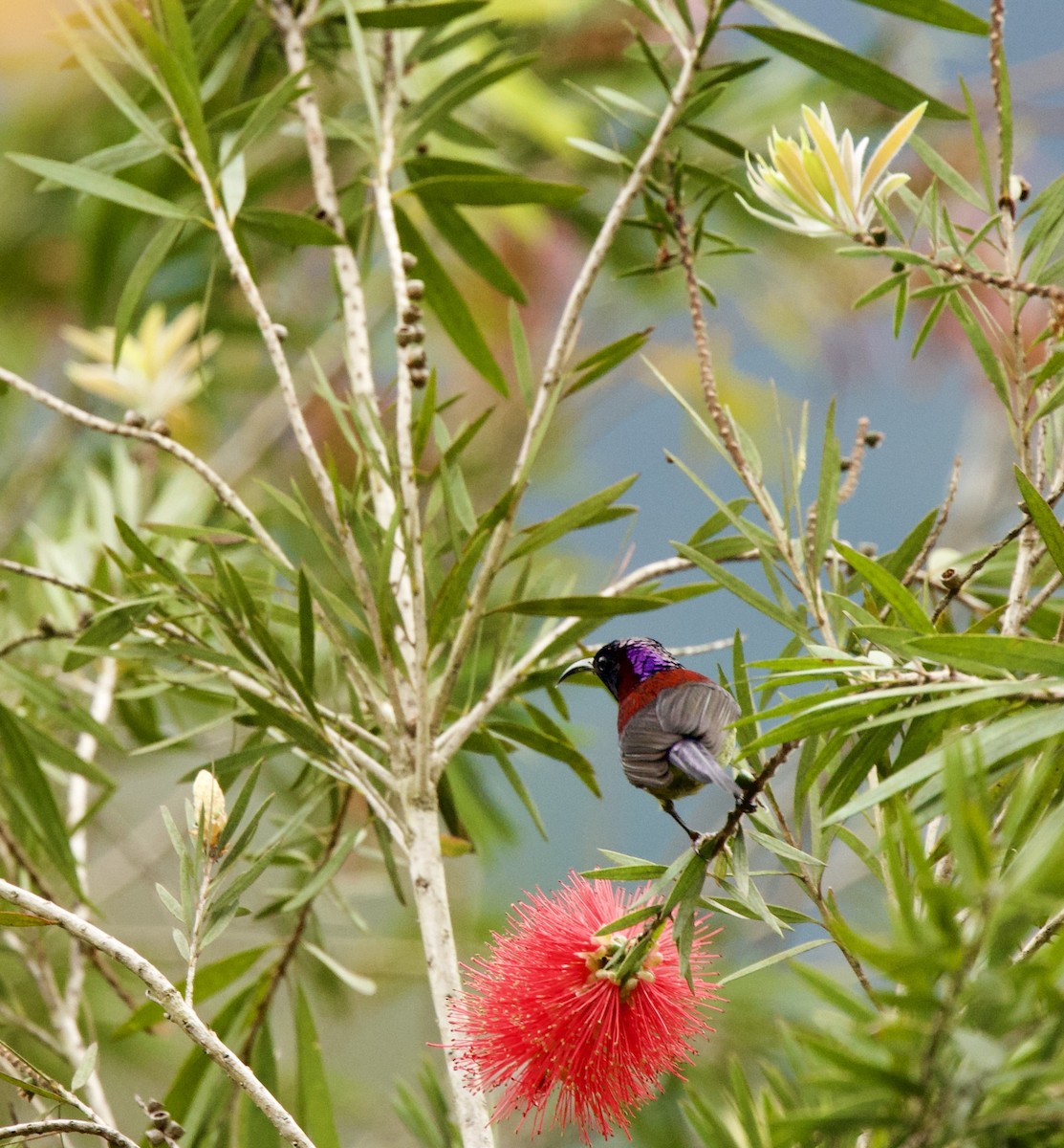 juvelblomsterfugl - ML646345242