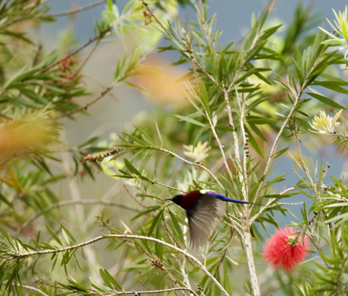 svartstrupesolfugl - ML646345243