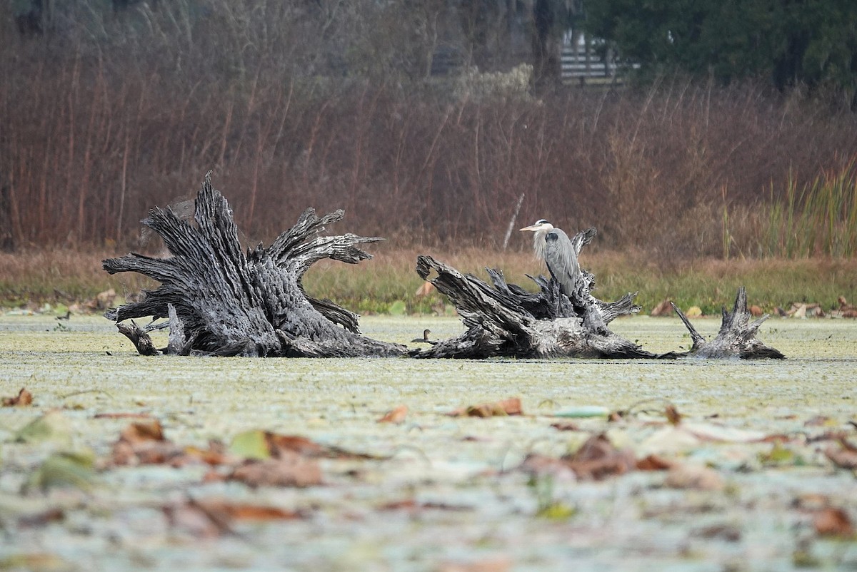 herodiashegre - ML646345244