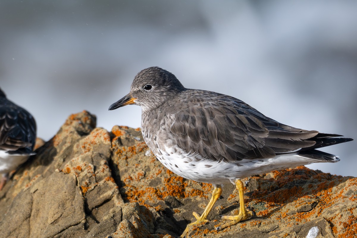 Surfbird - ML646345245