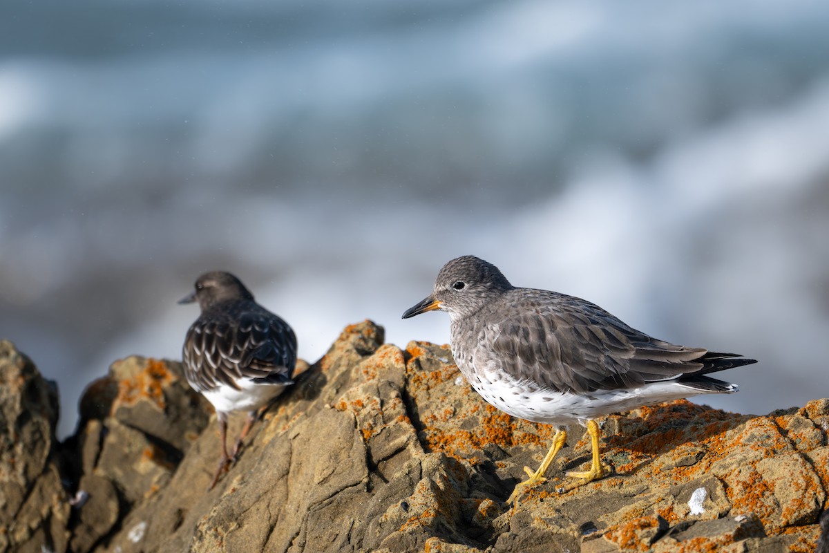 Surfbird - ML646345246