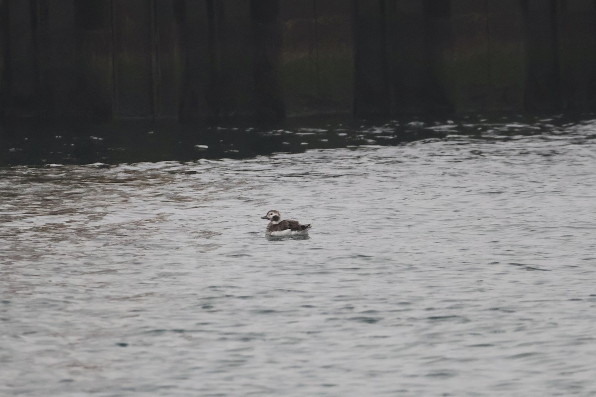 havelle - ML646345247