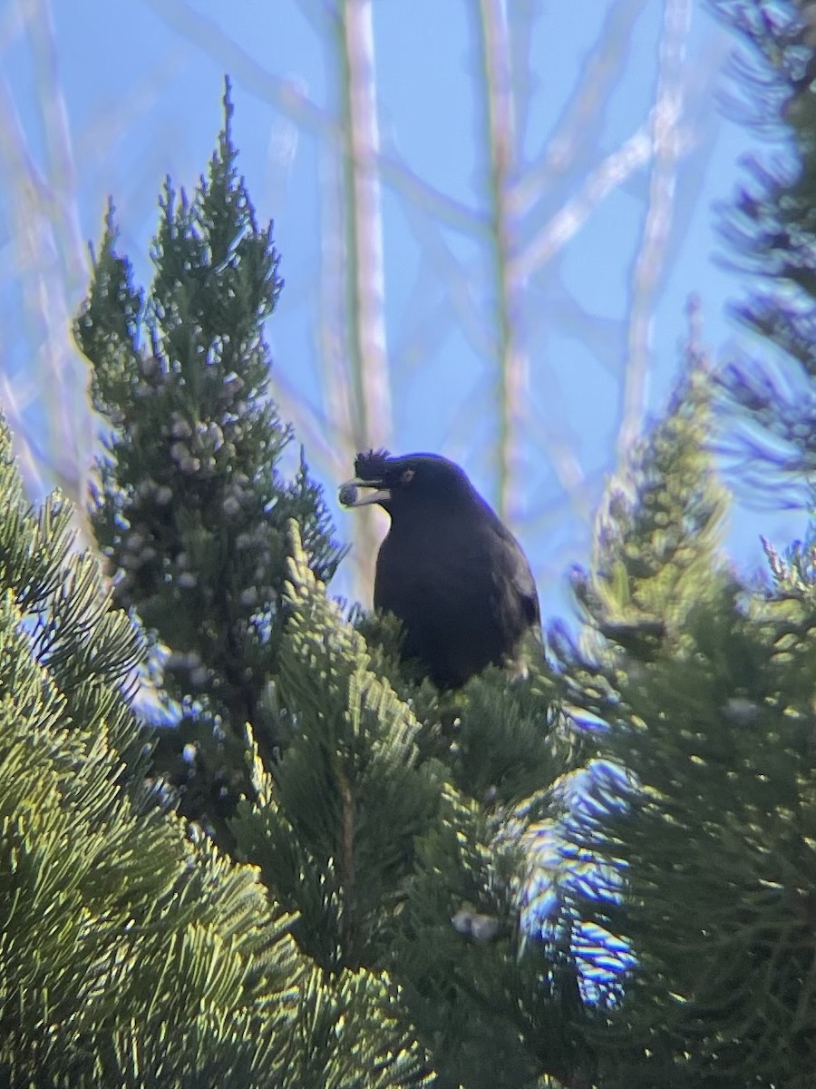 krøllstær - ML646345250