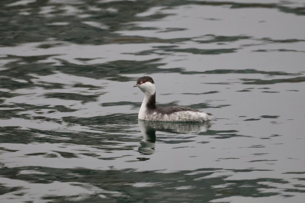 horndykker - ML646345251