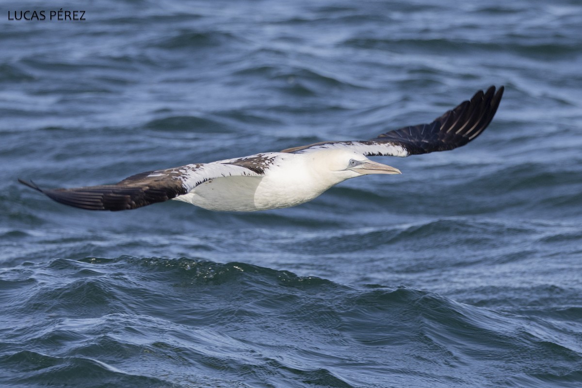 havsule - ML646345252