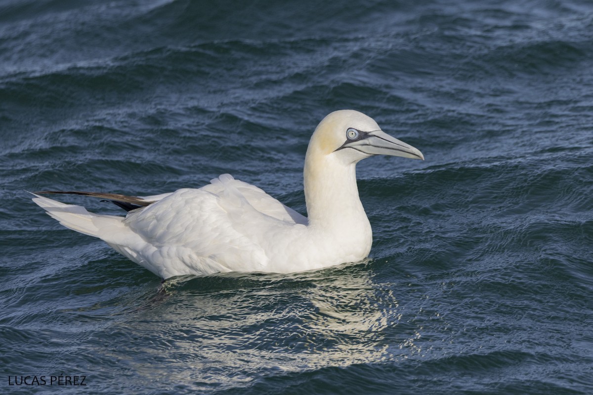 havsule - ML646345253