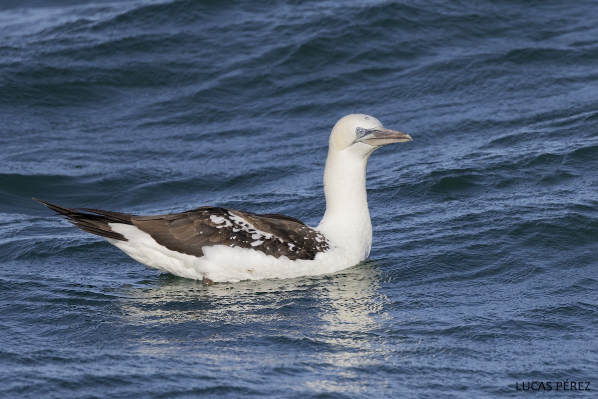 havsule - ML646345254