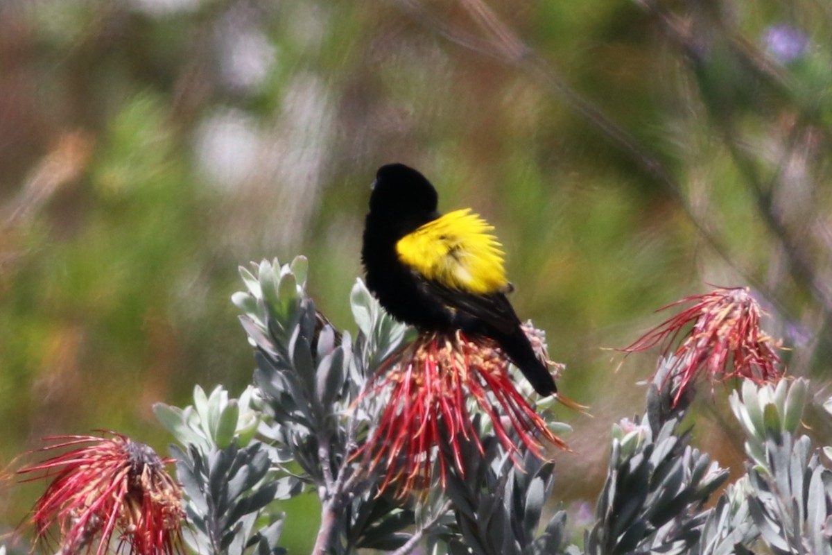 gulgumpbisp - ML646345255