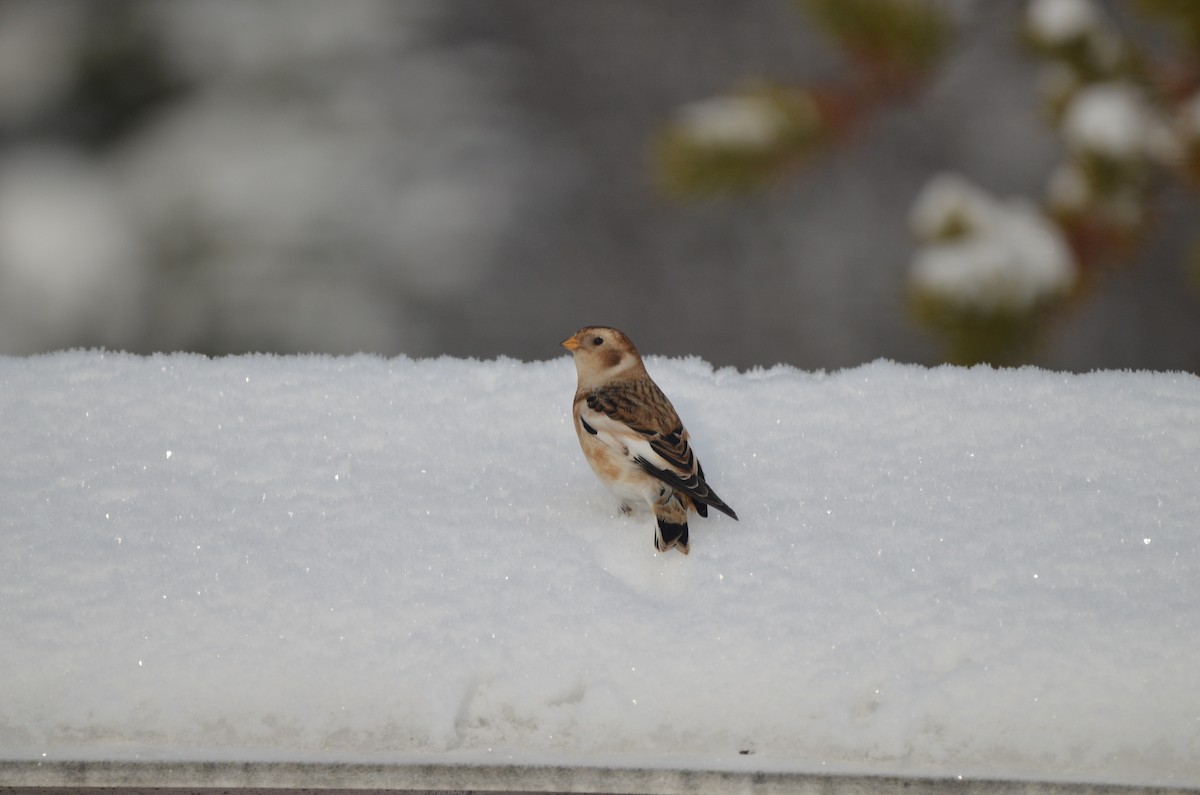 snøspurv - ML646345256