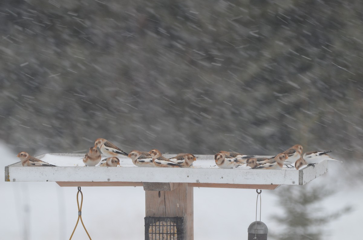 snøspurv - ML646345257