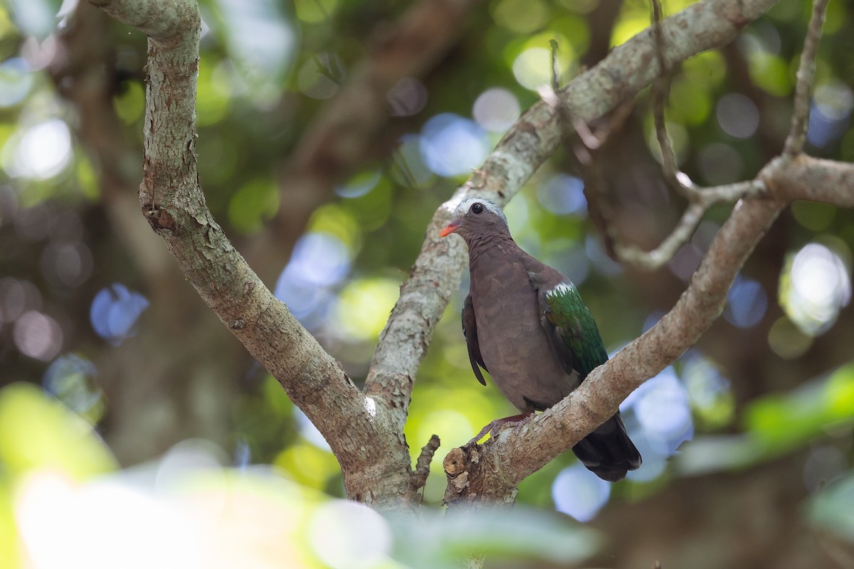 Asian Emerald Dove - ML646345260