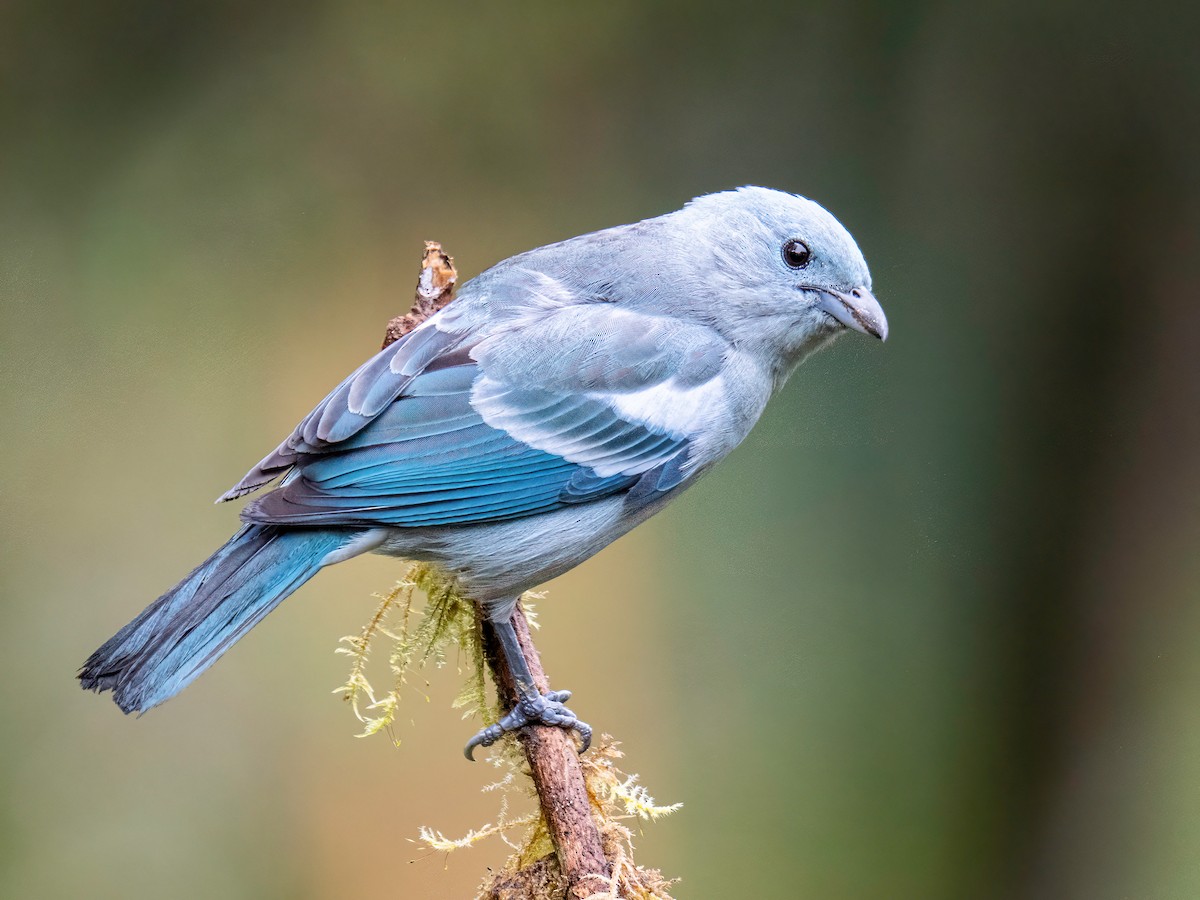 Blue-gray Tanager - ML646345263