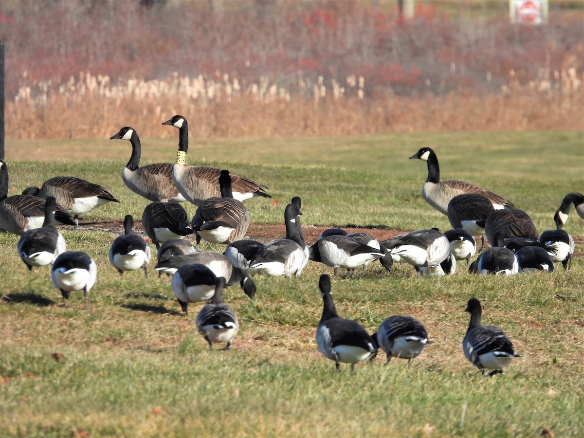 Brant - ML646345264