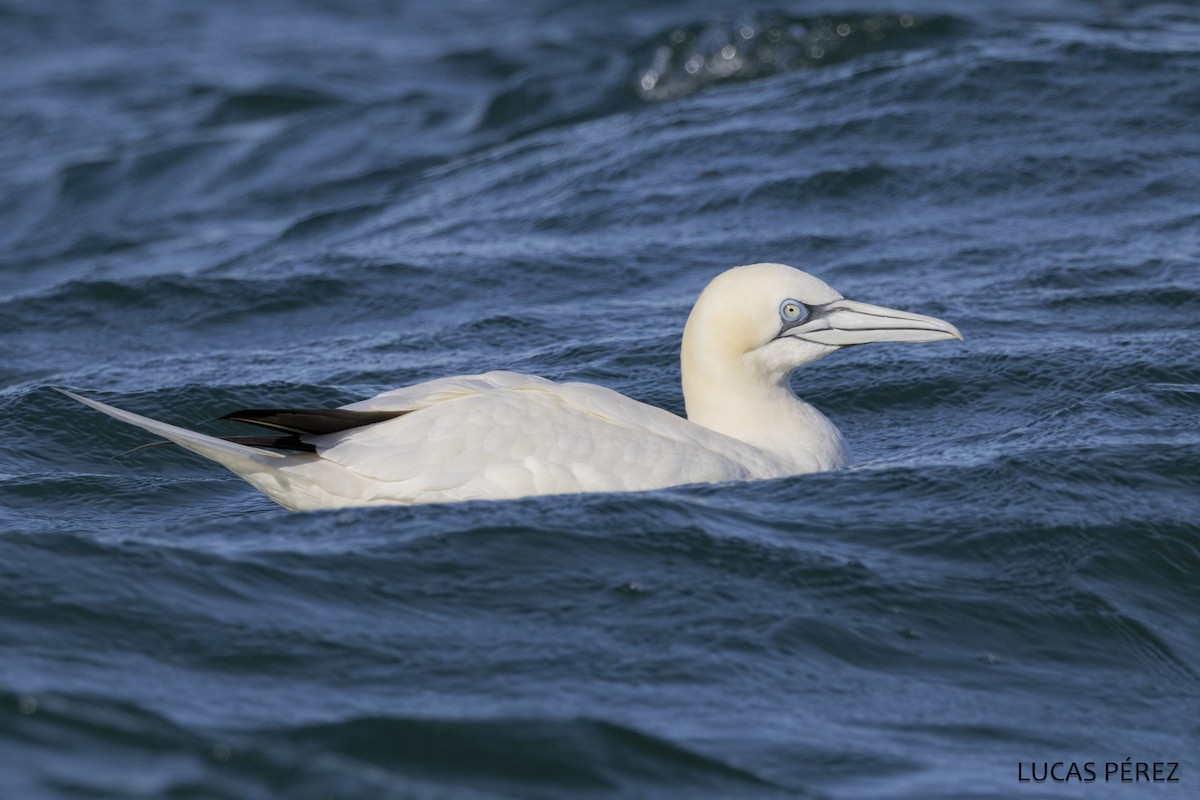 Northern Gannet - ML646345265