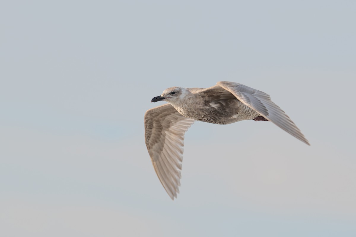 Glaucous-winged Gull - ML646345266