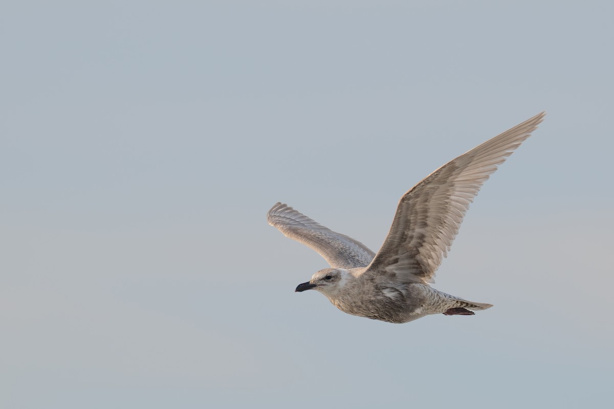 Glaucous-winged Gull - ML646345267