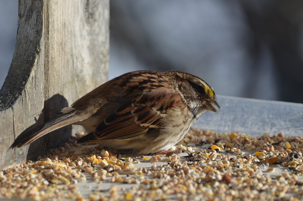 White-throated Sparrow - ML646345316