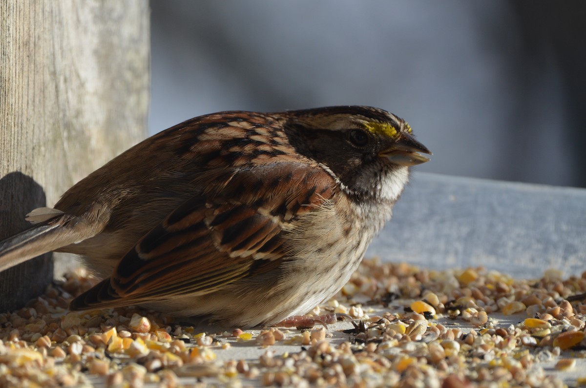 White-throated Sparrow - ML646345318