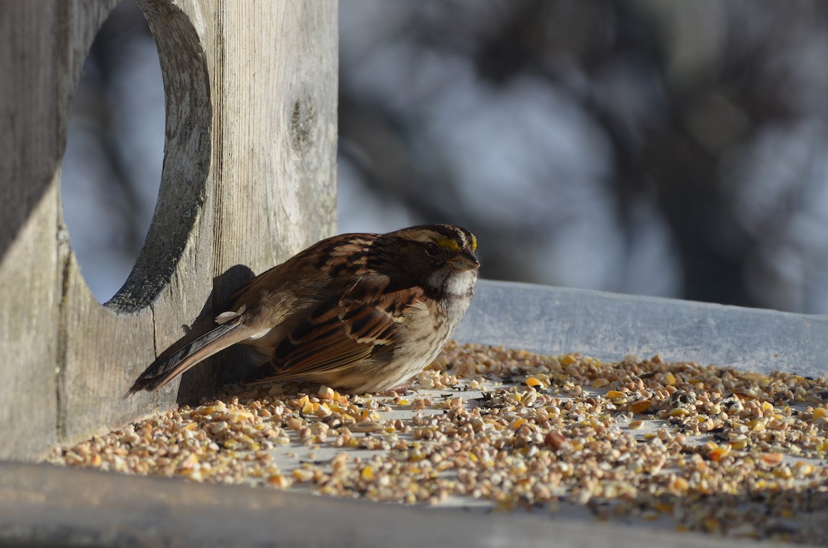 White-throated Sparrow - ML646345320
