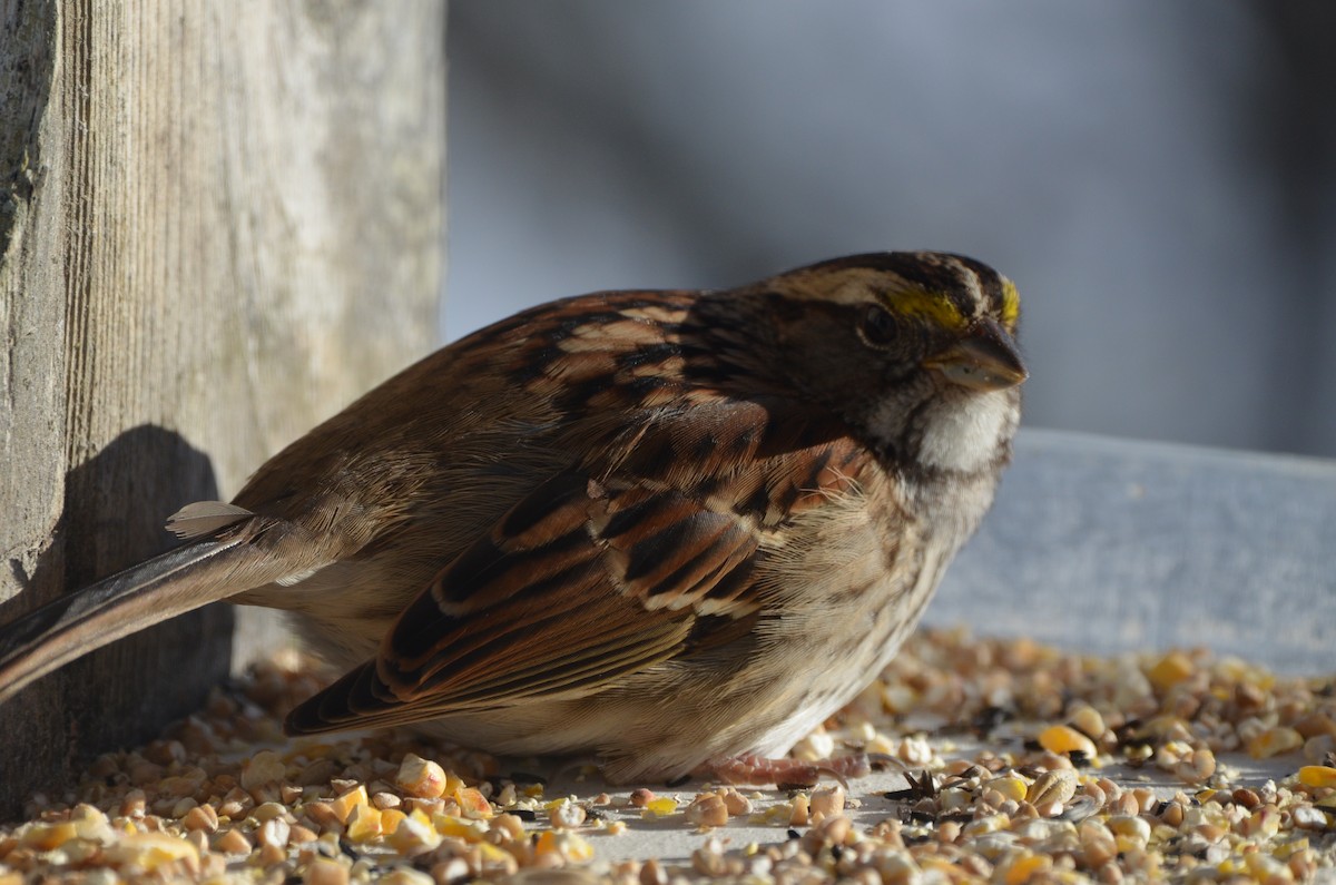 White-throated Sparrow - ML646345323