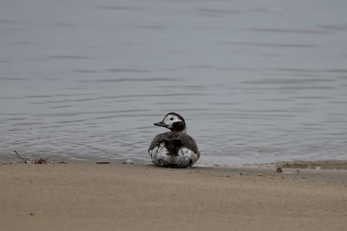 Long-tailed Duck - ML646345368