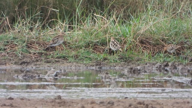 Common Snipe - ML646345369