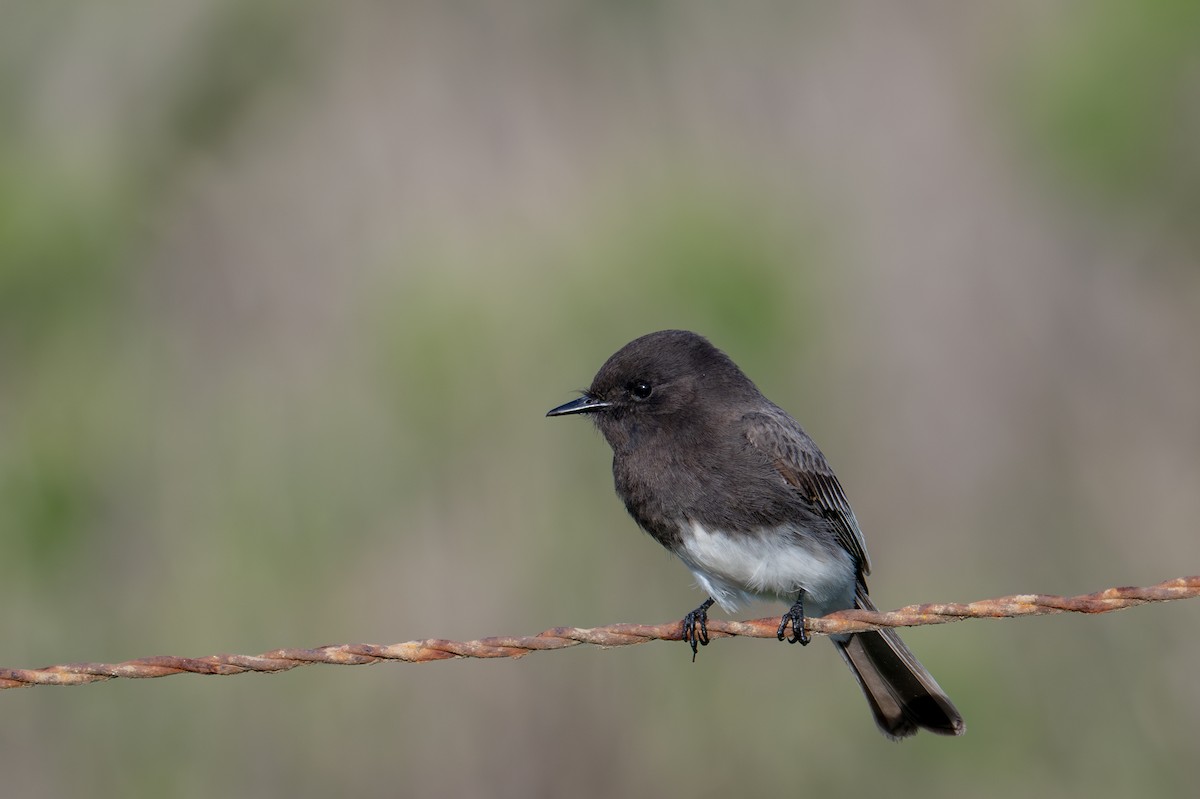 Black Phoebe - ML646345370
