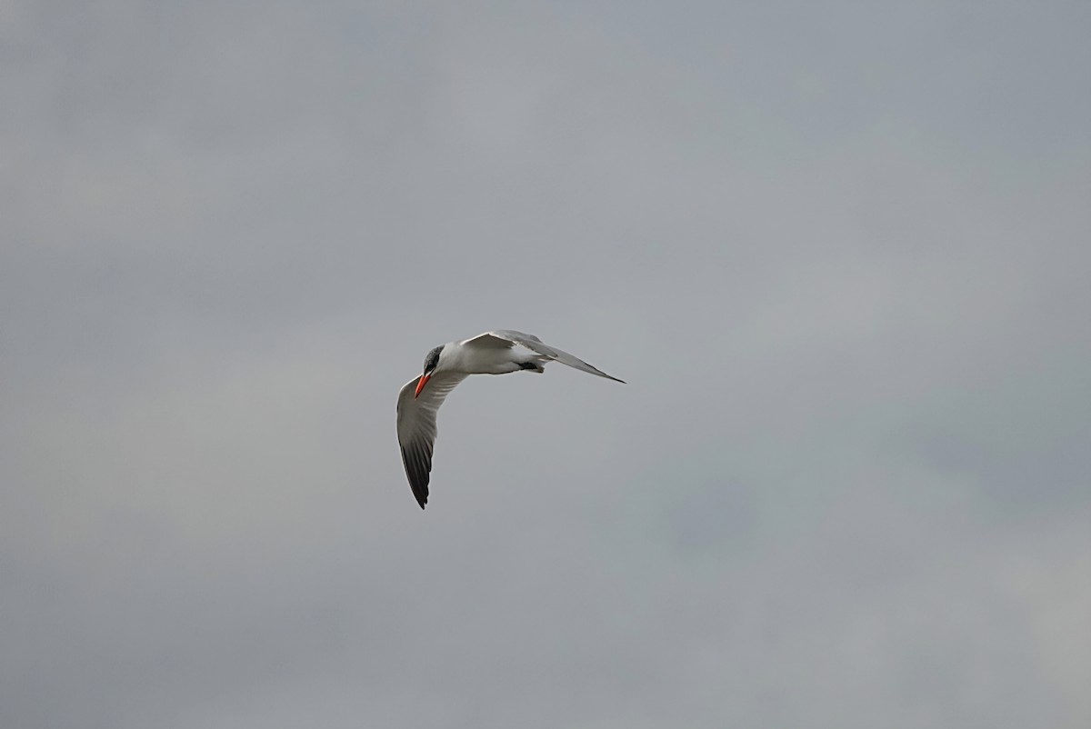 Caspian Tern - ML646345391