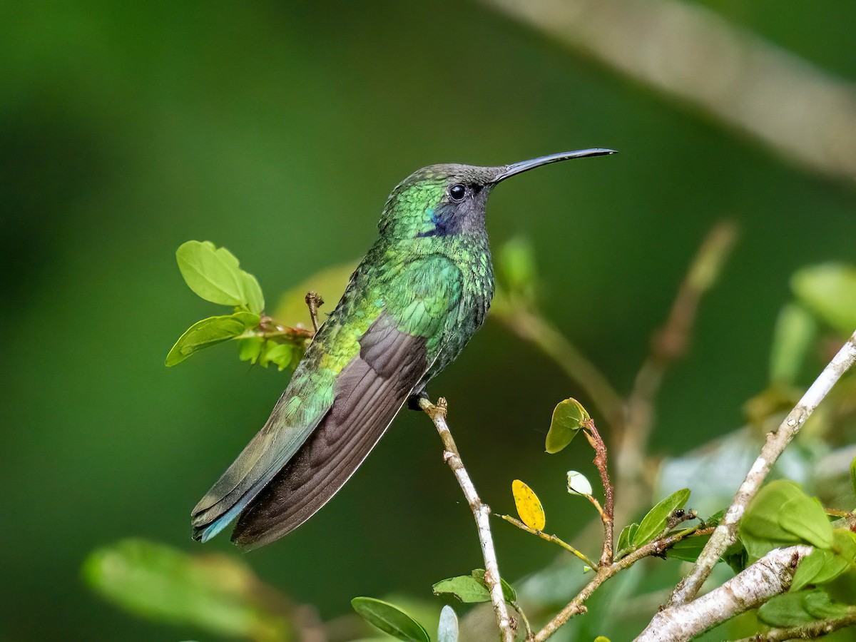 Lesser Violetear - ML646345392