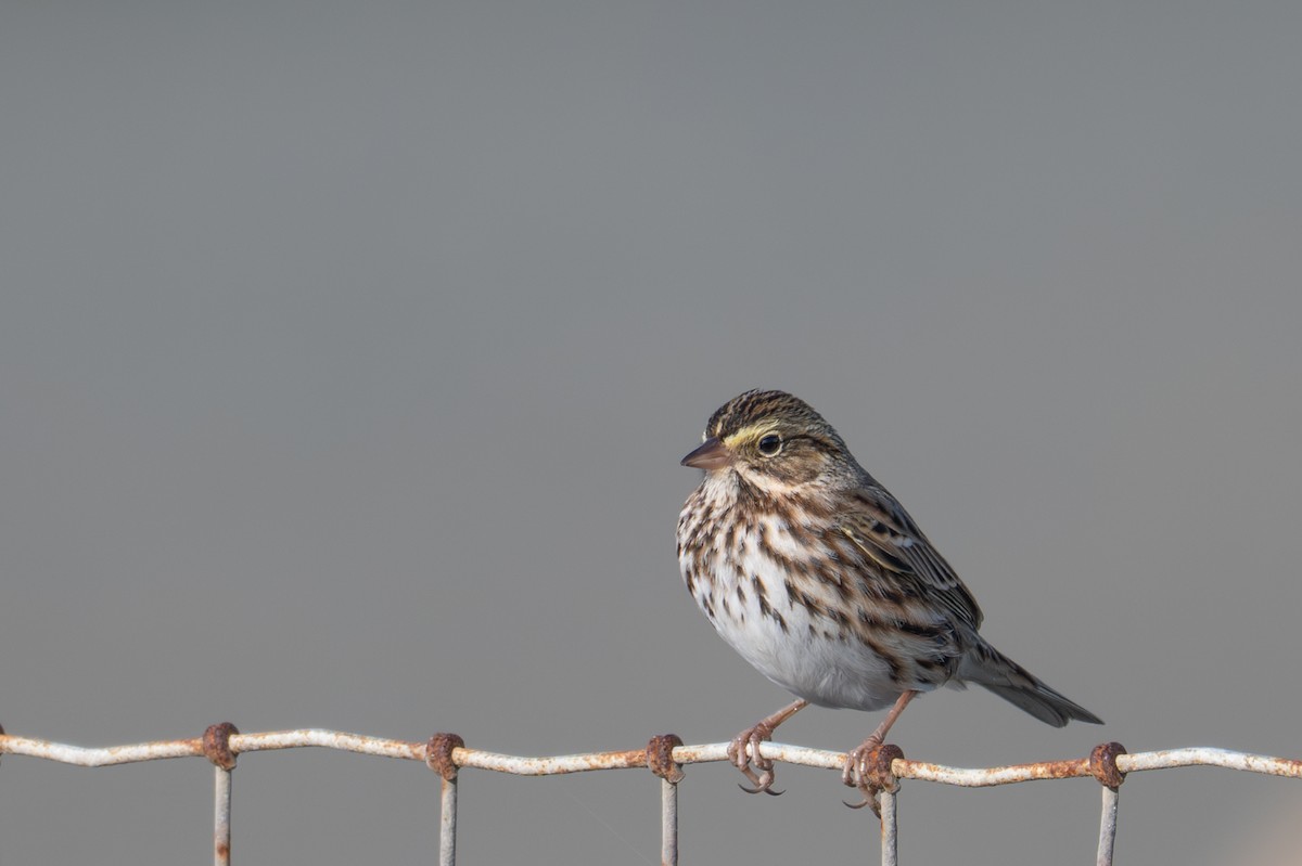 Savannah Sparrow - ML646345393