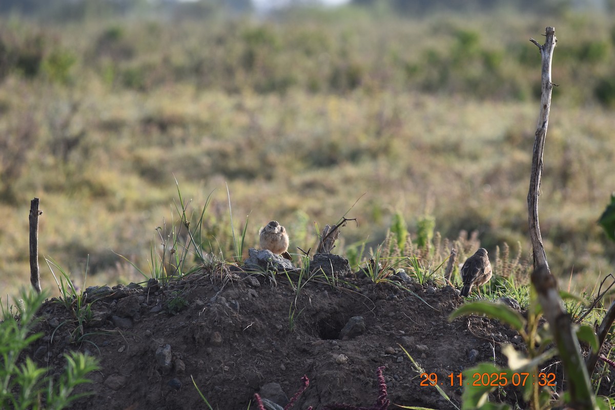 Plain-backed Pipit - ML646345394