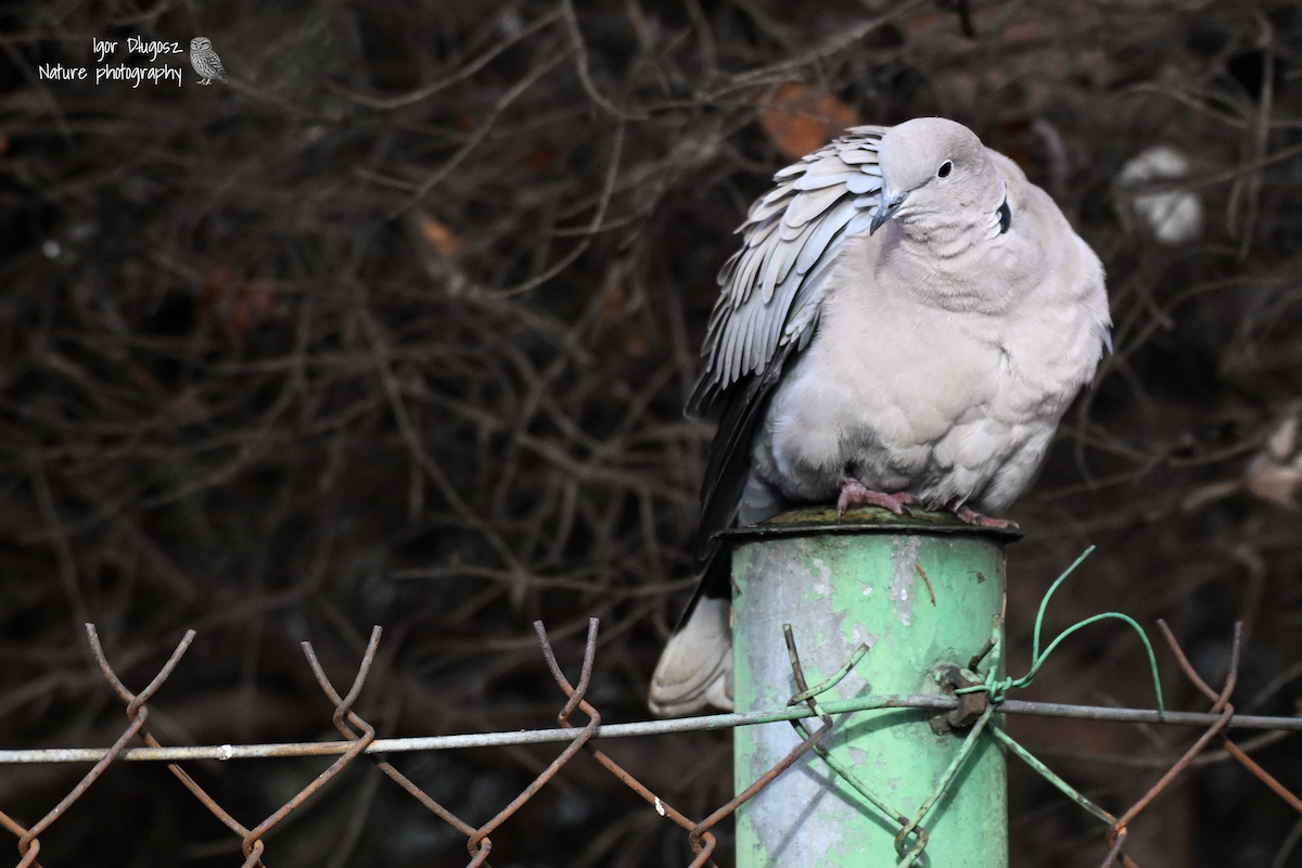 Eurasian Collared-Dove - ML646345395