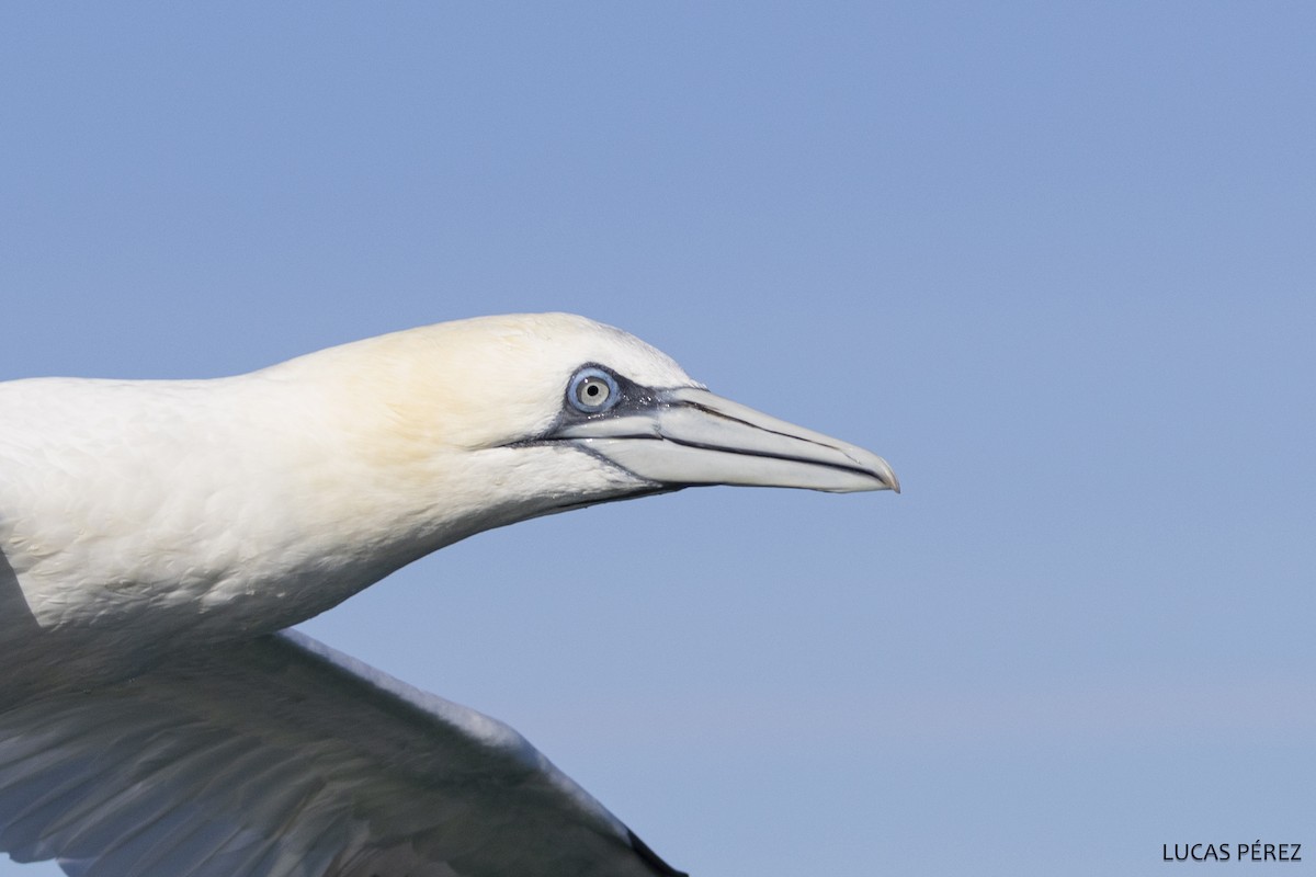 Northern Gannet - ML646345396
