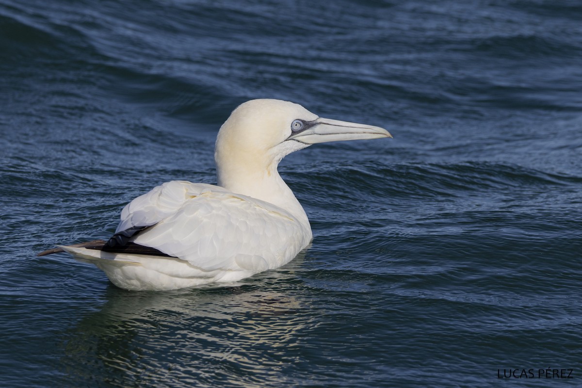 Northern Gannet - ML646345397
