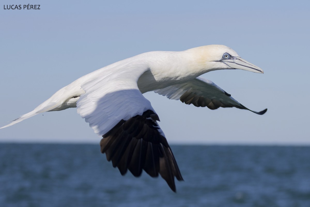 Northern Gannet - ML646345398