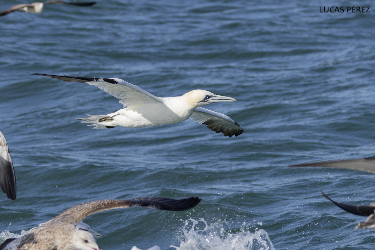 Northern Gannet - ML646345399