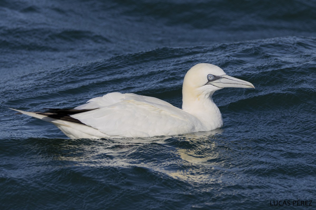 Northern Gannet - ML646345400