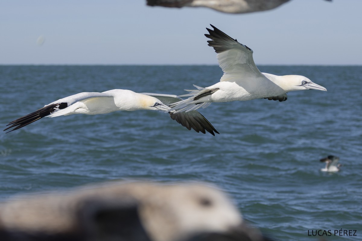 Northern Gannet - ML646345401