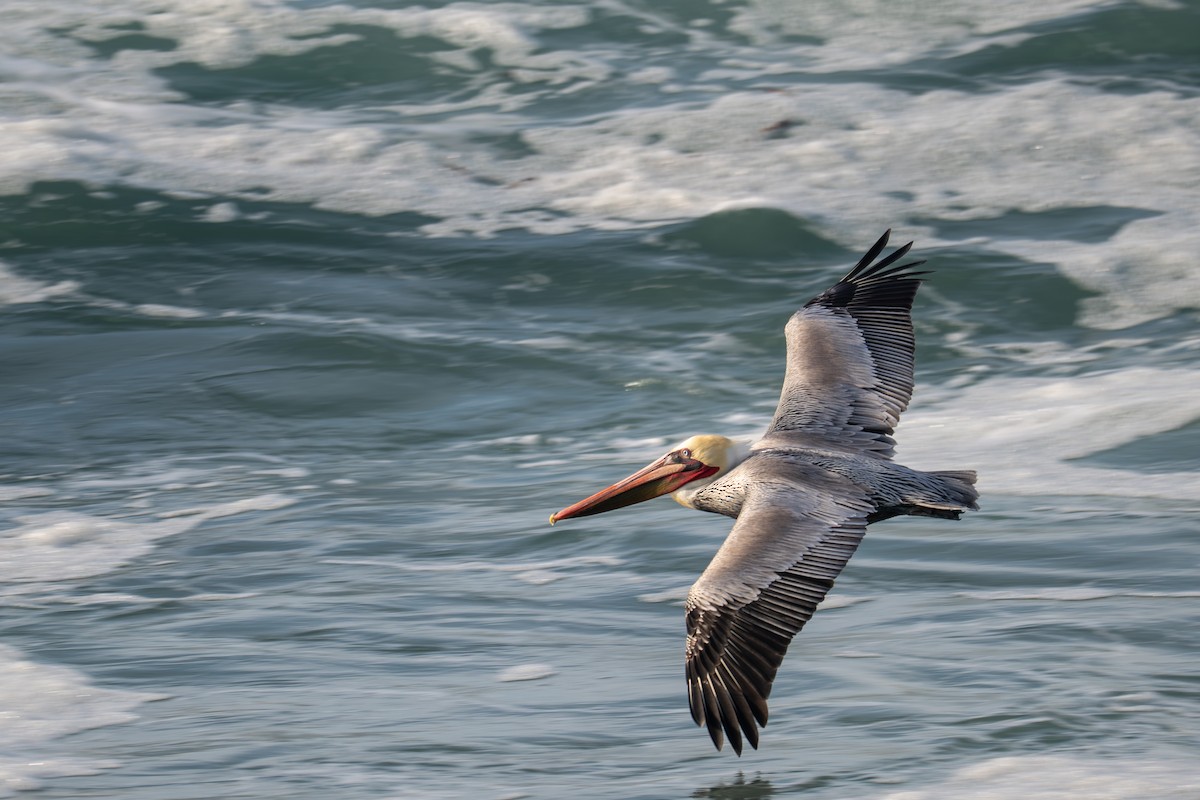 Brown Pelican - ML646345402
