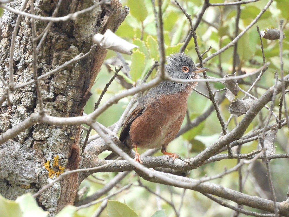 Атласская славка - ML646345403