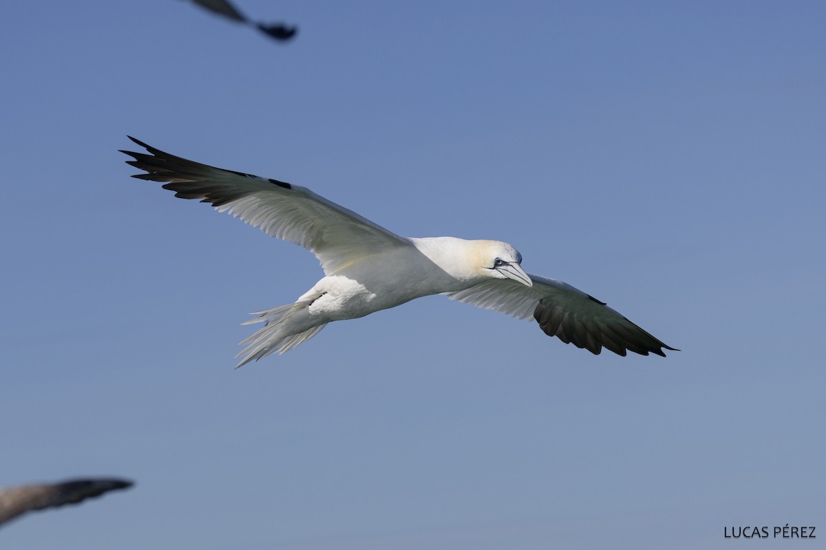 Northern Gannet - ML646345405