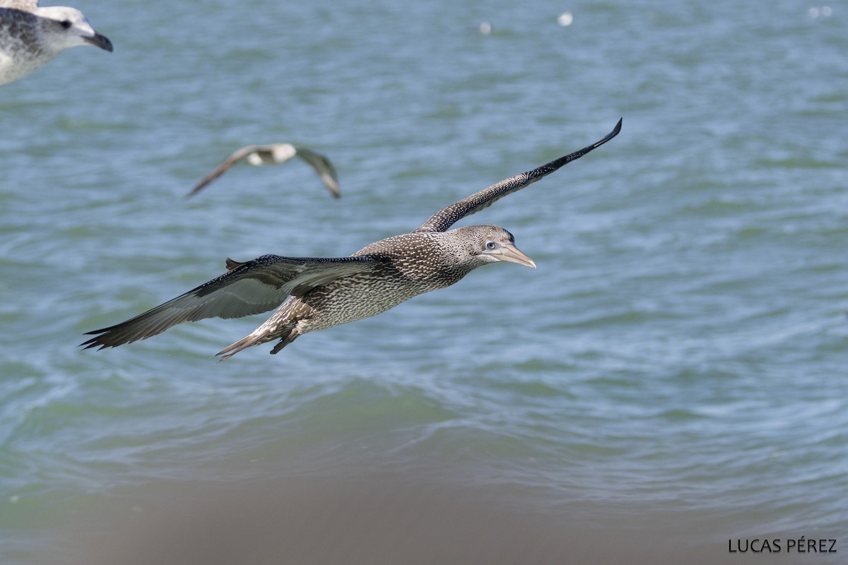 Northern Gannet - ML646345406
