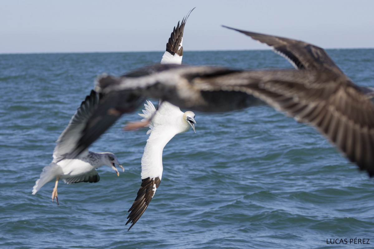 Northern Gannet - ML646345407