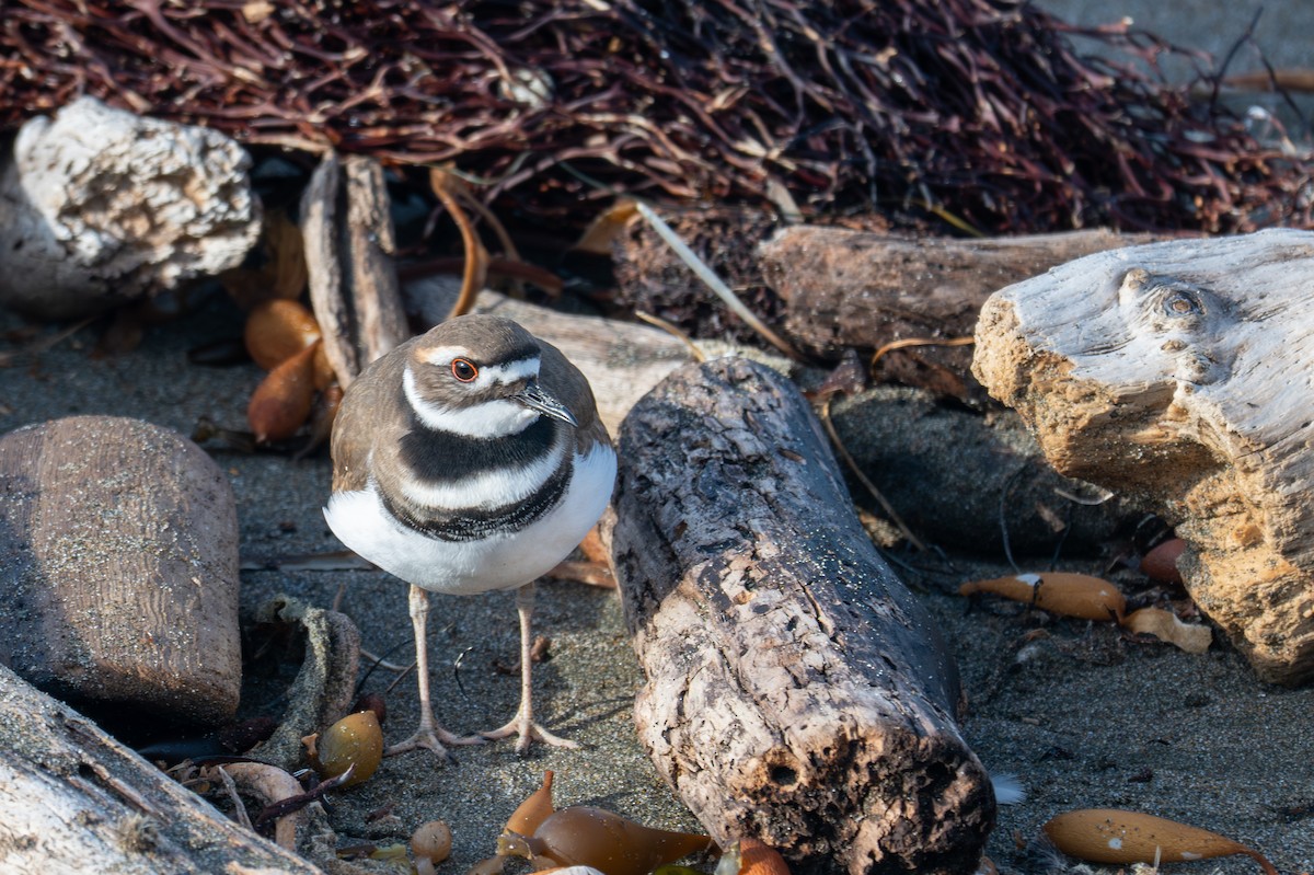 Killdeer - ML646345410