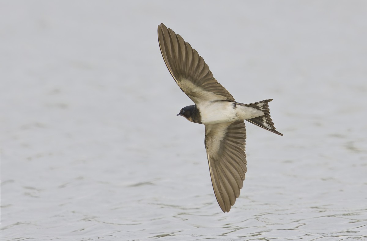 Barn Swallow - ML646345411