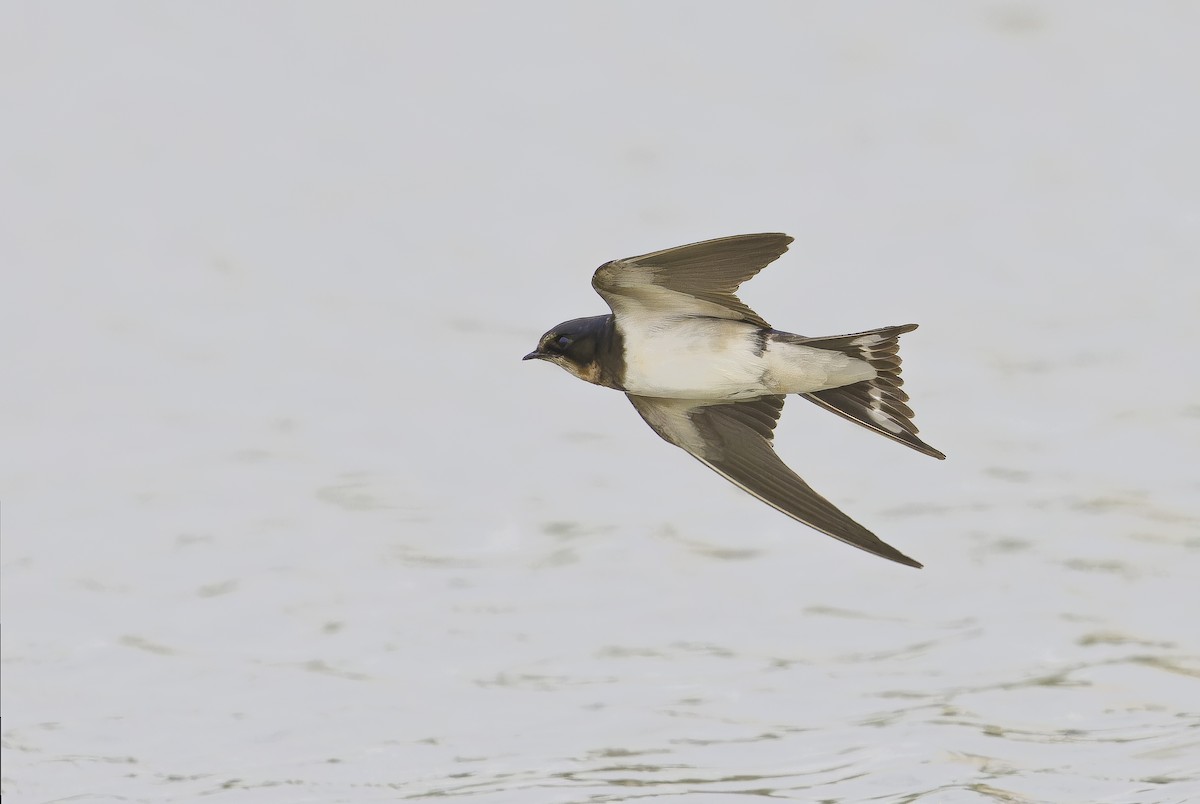Barn Swallow - ML646345412