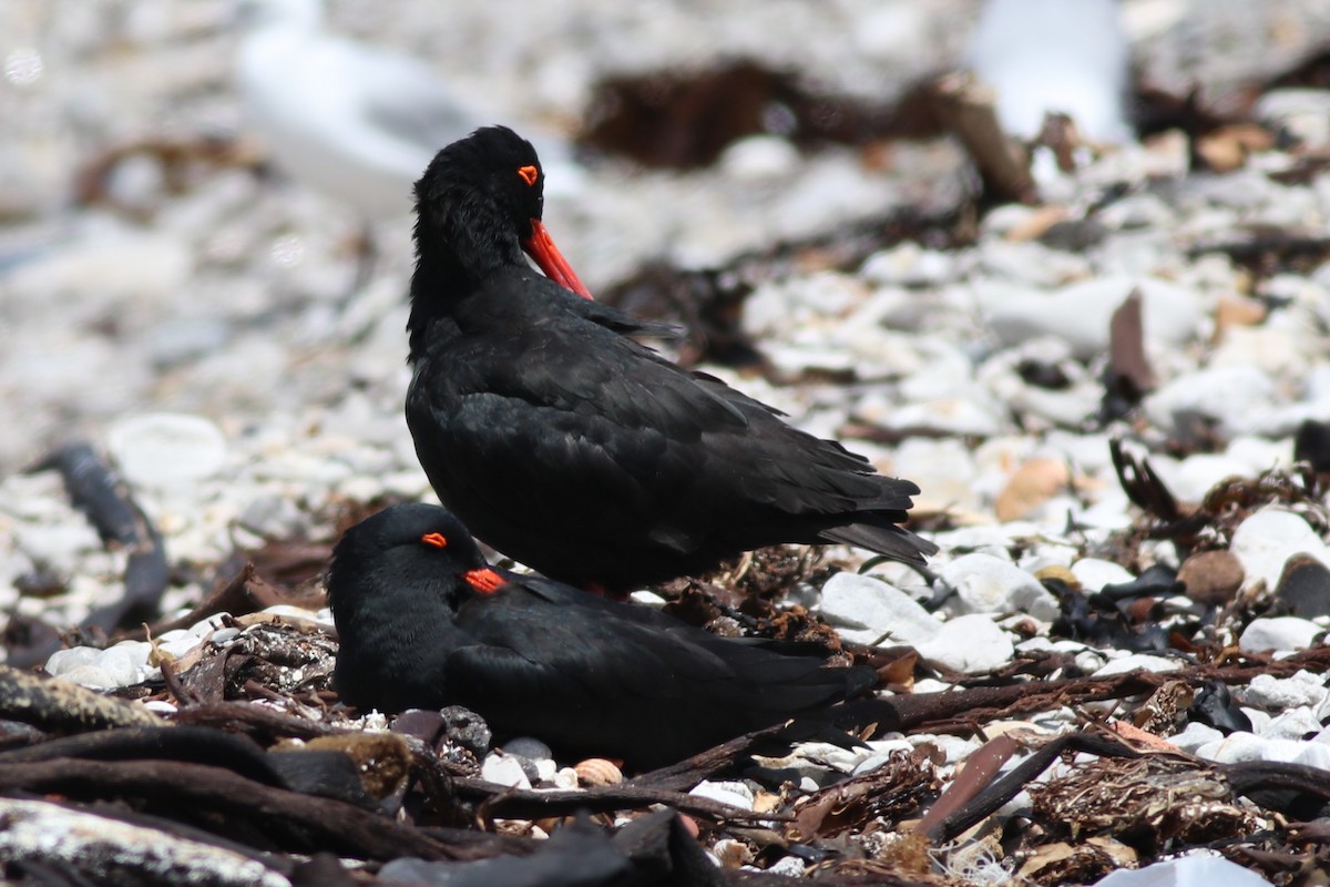 African Oystercatcher - ML646345413