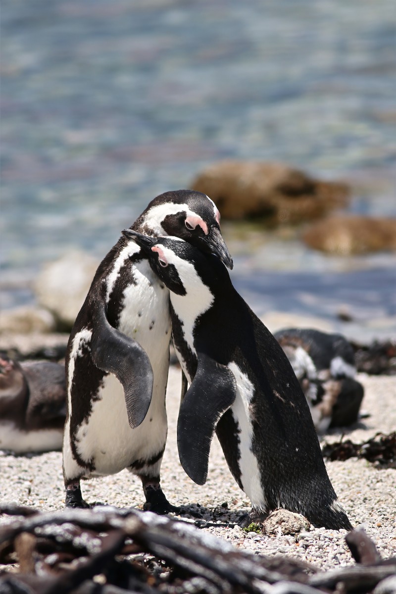 African Penguin - ML646345414
