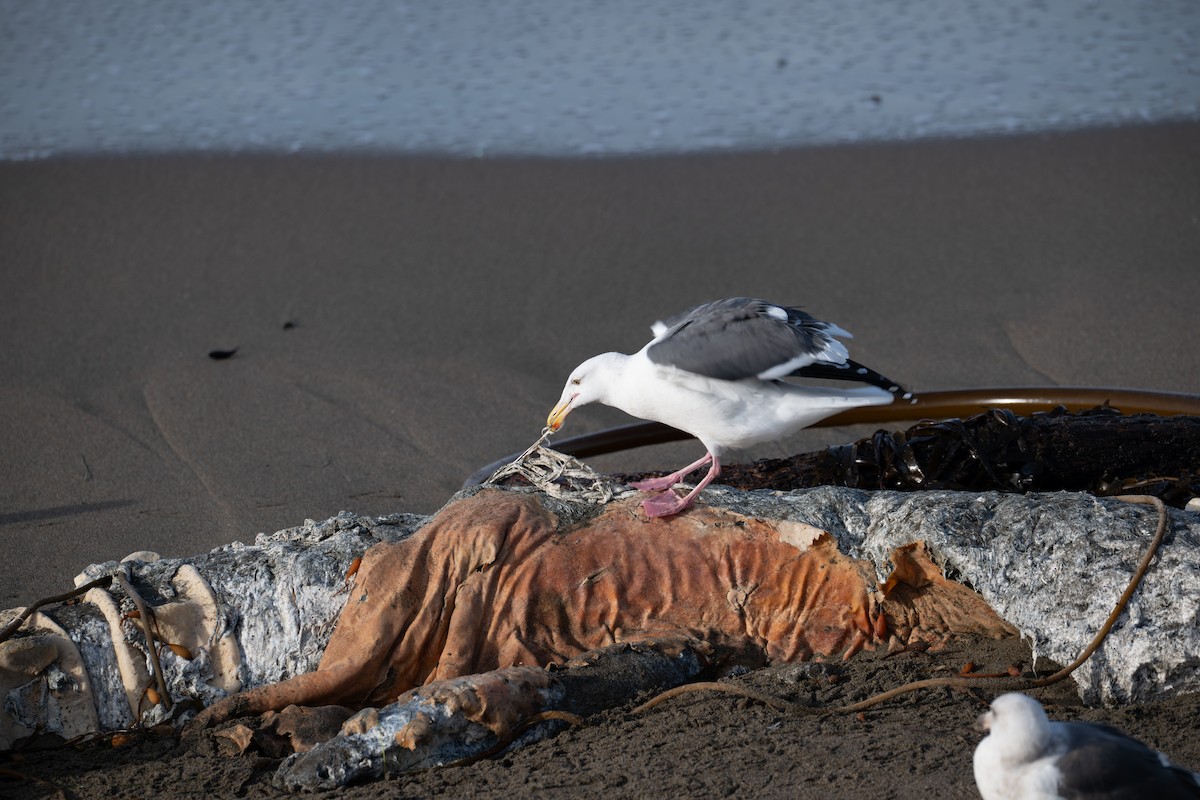 Western Gull - ML646345415